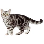 American Shorthair