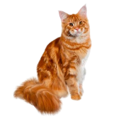 Maine Coon